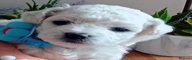 Bichon Frise Puppy 1 (Blue)