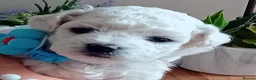 Bichon Frise dogs for sale: Bichon Frise ( 2 boys 2 girls ) - Advert 10