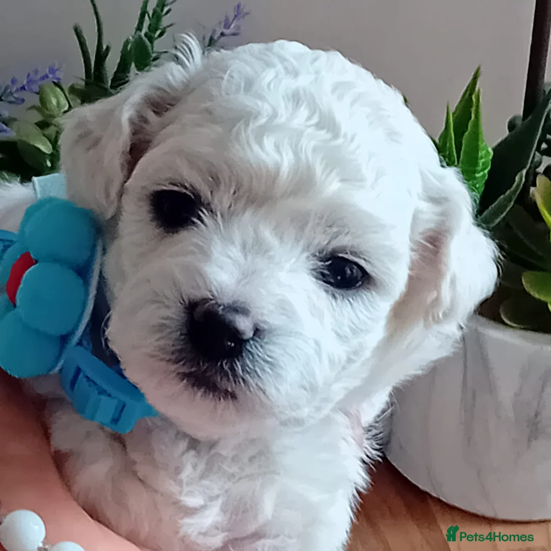 Bichon Frise dogs for sale: Bichon Frise ( 2 boys 2 girls ) - Advert 10
