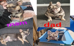 French Bulldog dogs for sale: FROM £1500 French bulldogs 2 FEMALE 3 MALE - Image 9