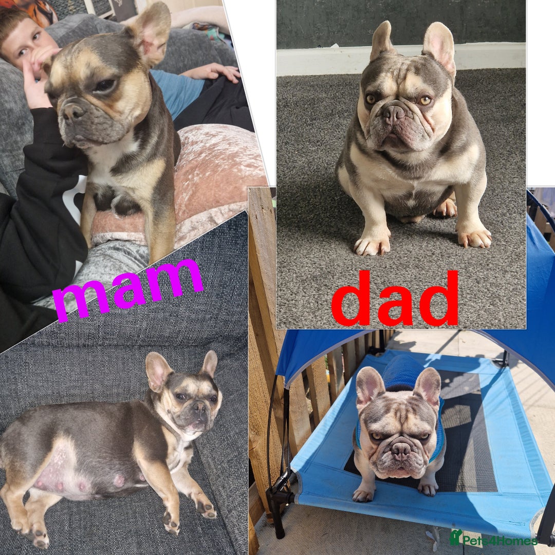 French Bulldog dogs for sale: FROM £1500 French bulldogs 2 FEMALE 3 MALE - Image 9