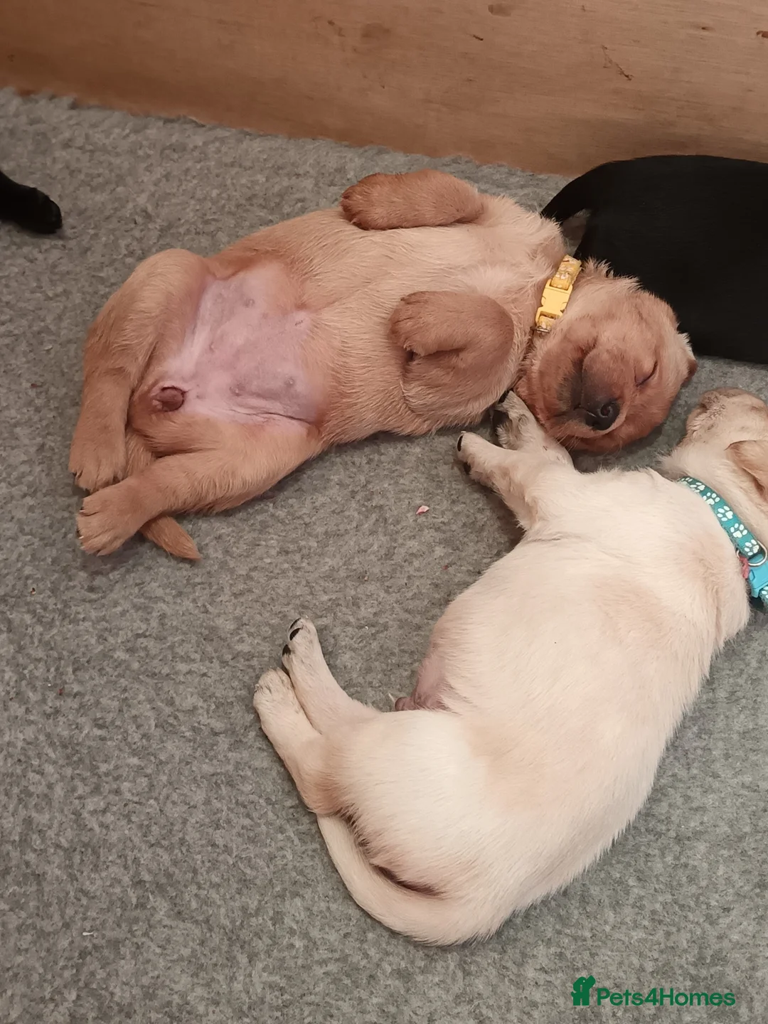 Labrador Retriever dogs for sale: Working labrador puppies - Advert 2