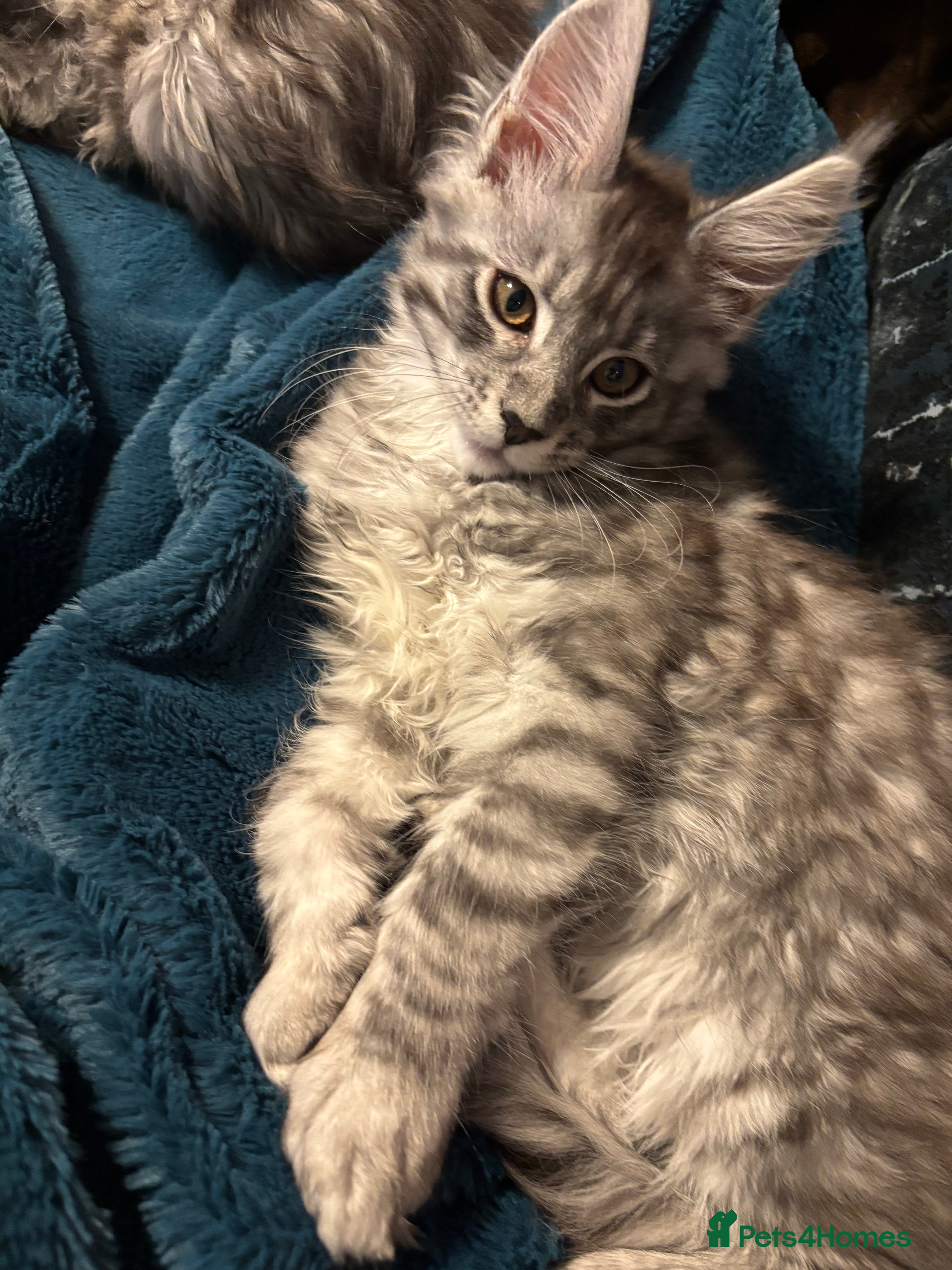 Maine Coon cats Pedigree registered Maine Coon - Advert 11