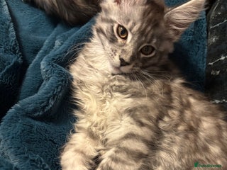 Maine Coon cats Pedigree registered Maine Coon - Advert 10