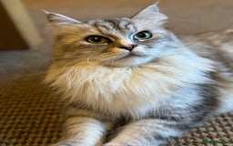 Maine Coon cats for sale: Ciri  - Image 6