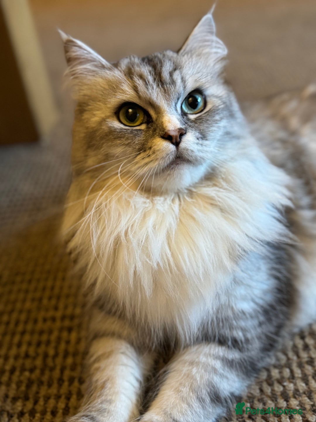 Maine Coon cats for sale: Ciri  - Image 6
