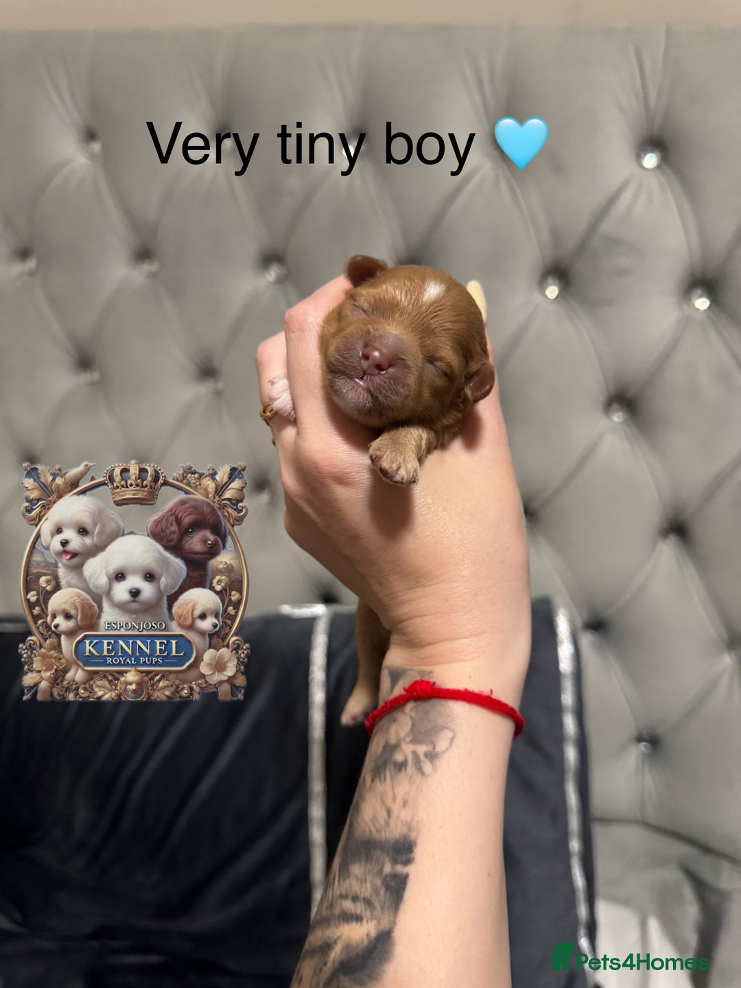Maltipoo dogs for sale: 👑ULTRA RARE F1 ASIAN TINY MALTIPOO PUPPIES👑 - Image 4