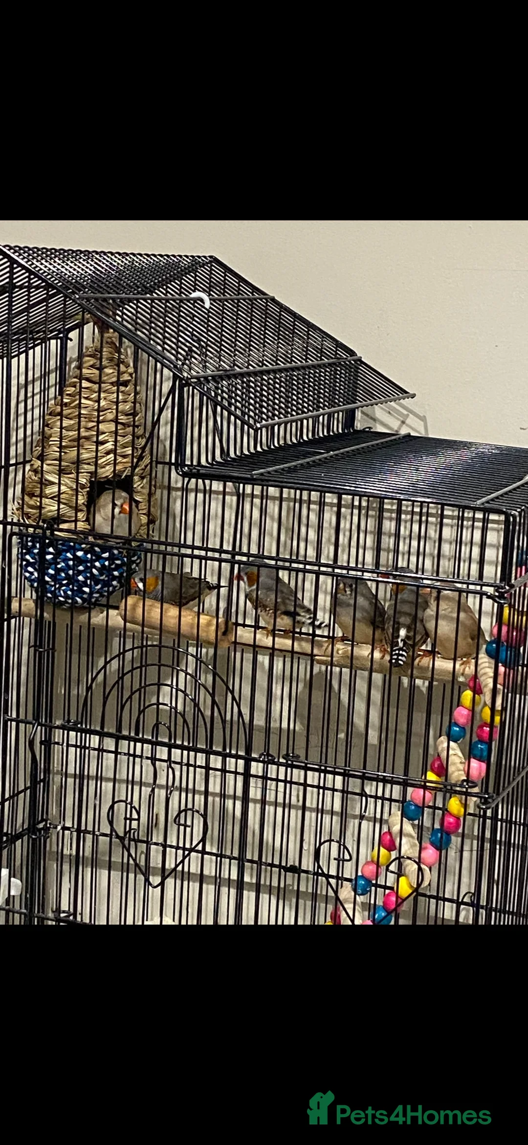 Finches birds for sale: Zebra finches in Reading - Advert 5