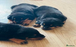 Rottweiler dogs for sale: Purebred Rottweiler Puppies for Sale - Image 2