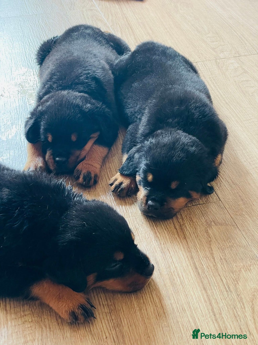 Rottweiler dogs for sale: Purebred Rottweiler Puppies for Sale - Image 2