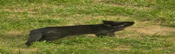 British Shorthair cats for sale: Black Kittens  in Wembley - Advert 4