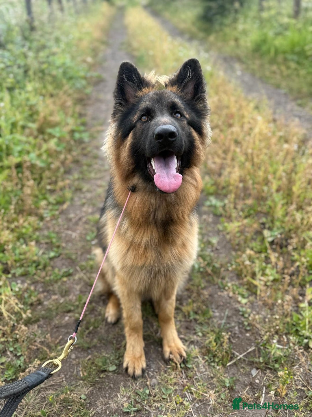 German Shepherd dogs for sale: Beautiful Boy Looking For Forever Home - Image 2