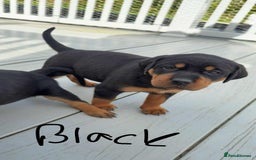 Mixed Breed dogs for sale: Vizsla/rottweiler - Image 8