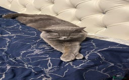 British Shorthair cats for stud: Meet our stunning boy - MIsho   - Advert 4