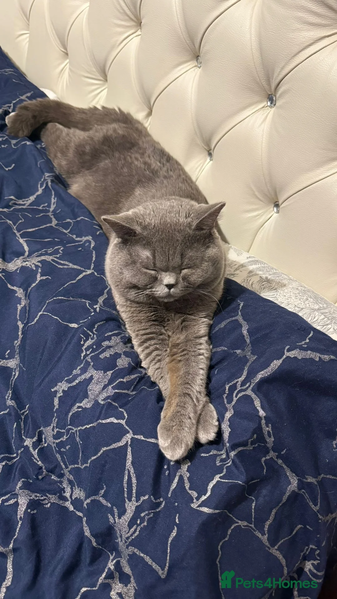 British Shorthair cats for stud: Meet our stunning boy - MIsho   - Advert 6