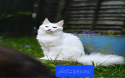 Maine Coon cats for sale:  GCCF Champion Title Maine Coon - Image 3
