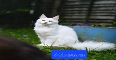 Maine Coon cats - Advert 6