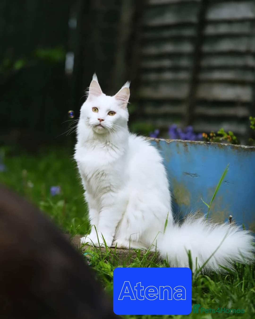 Maine Coon cats for sale:  GCCF Champion Title Maine Coon - Image 3