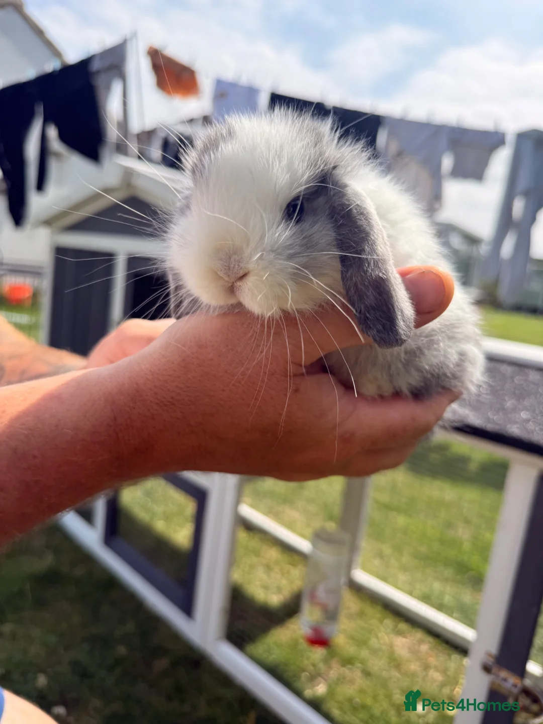Mini Lop rabbits for sale: Baby mini lops for sale  in Louth - Advert 1