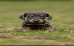 Miniature Dachshund dogs for sale: Miniature Dachshund Puppies  - Image 12