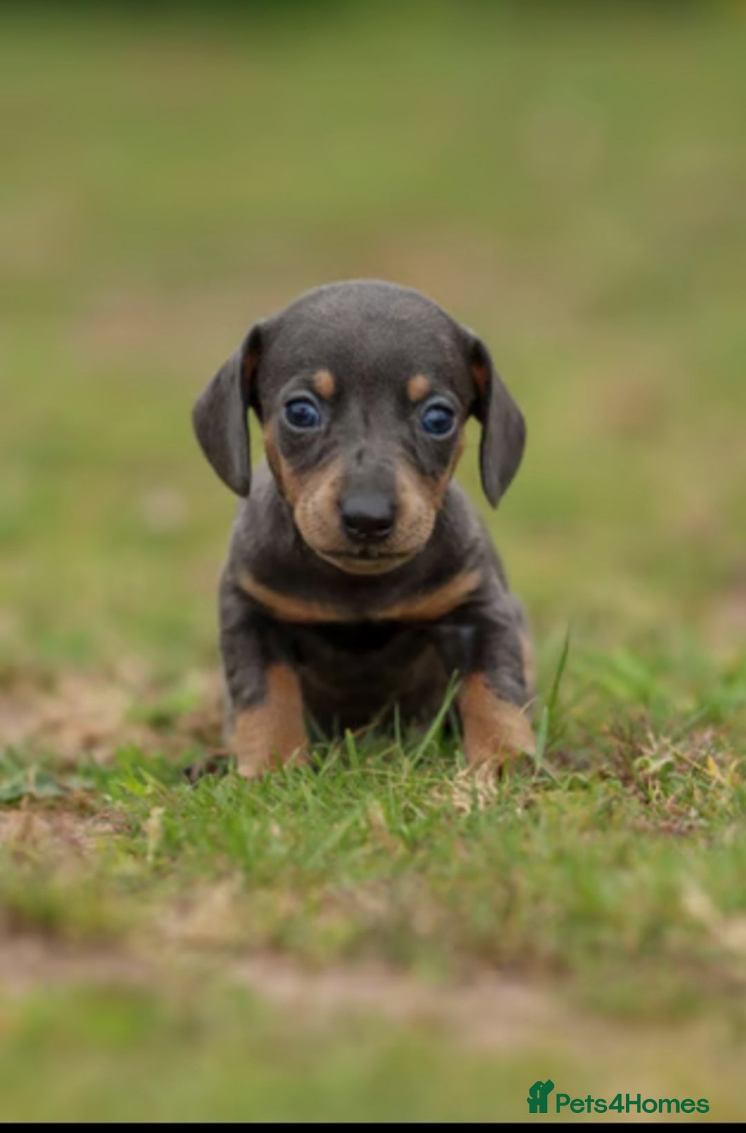 Miniature Dachshund dogs for sale: Miniature Dachshund Puppies  - Image 12