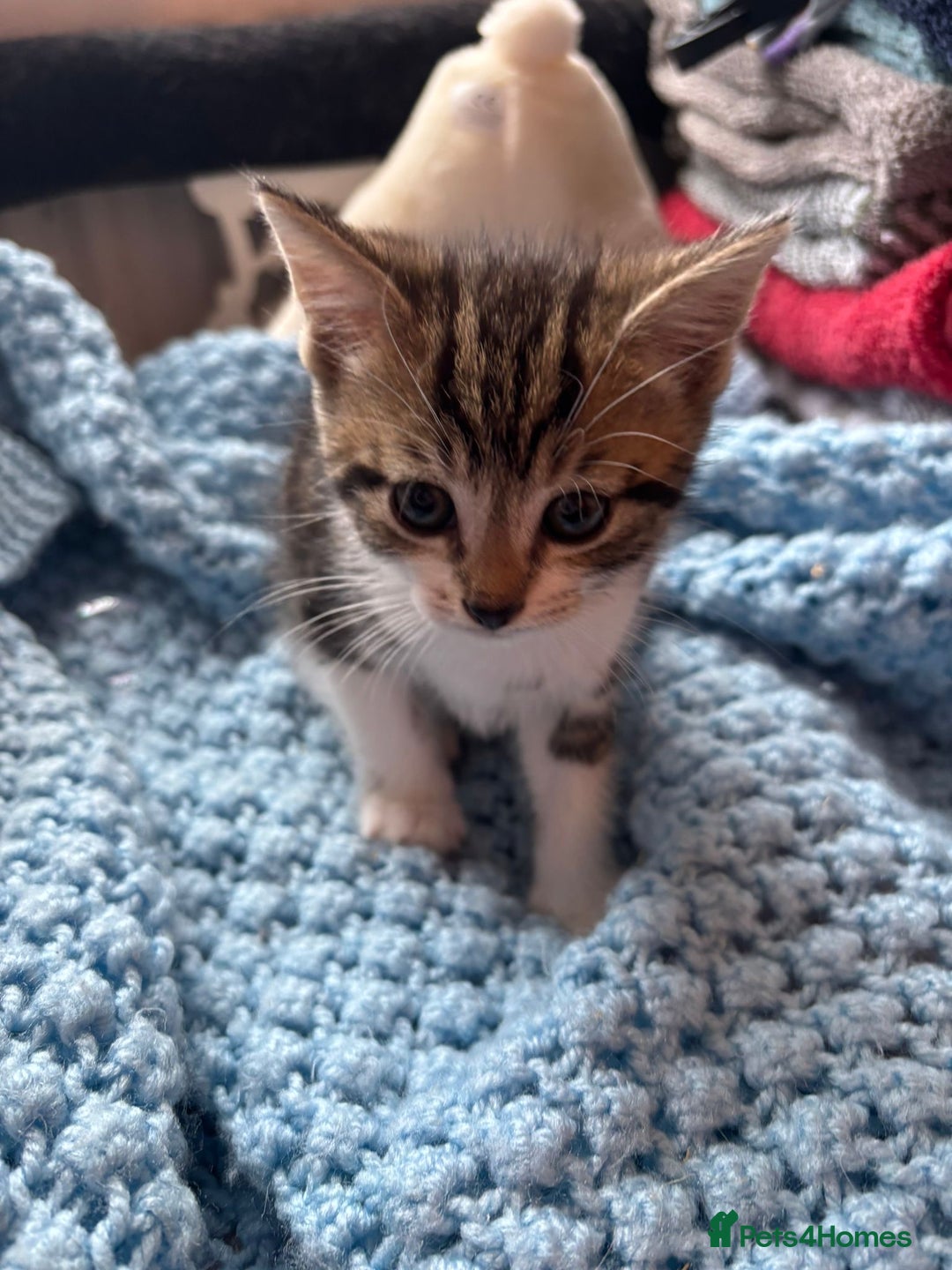 Mixed Breed cats for sale: Mixed breed 6 kittens  - Image 4