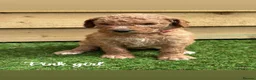 Goldendoodle dogs for sale: F1bb goldendoodle puppies  - Advert 17
