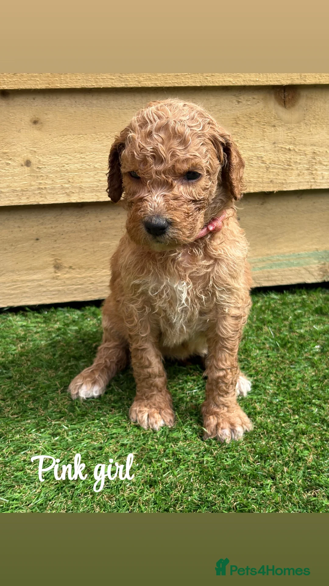 Goldendoodle dogs for sale: F1bb goldendoodle puppies  - Advert 17