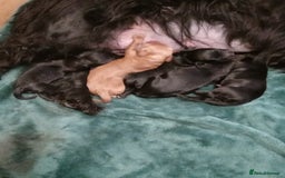 Cockapoo dogs for sale: Cokapoo pups - Image 4