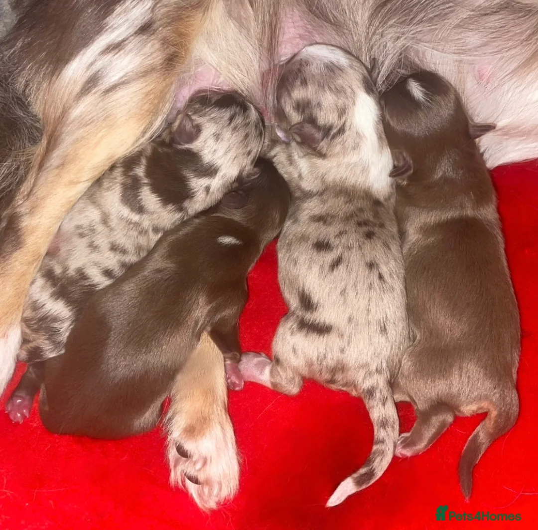 Chihuahua dogs for stud: Well Proven KC Reg Long Coat Lilac & Tan Stud in Washington - Advert 6