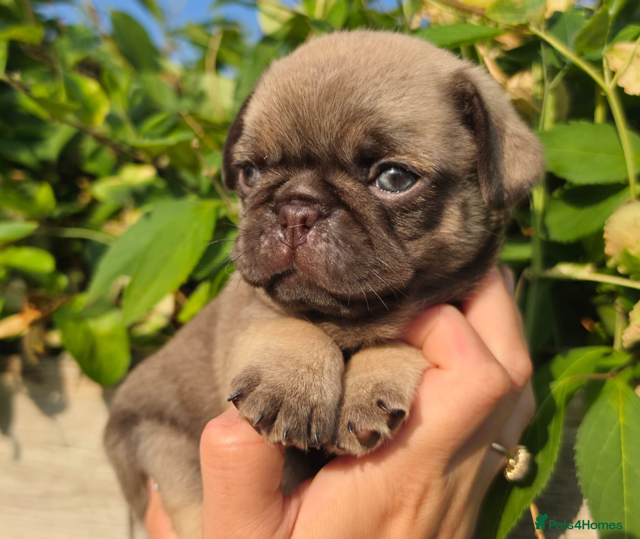 Pug dogs Royal Blue Litter - Exclusive Showline  - Advert 1