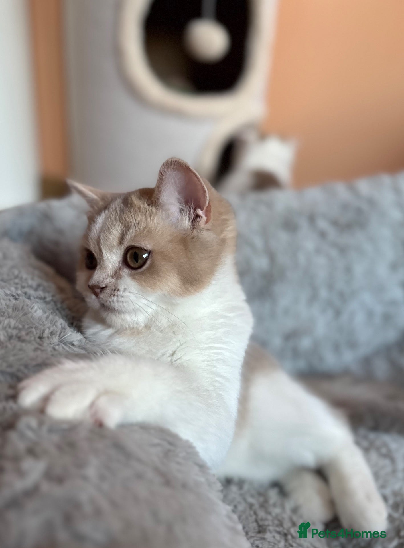 Scottish Fold cats Unique Pedigree Adorable Scottish Fold Kittens  - Advert 6