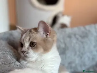 Scottish Fold cats Unique Pedigree Adorable Scottish Fold Kittens - Advert 6