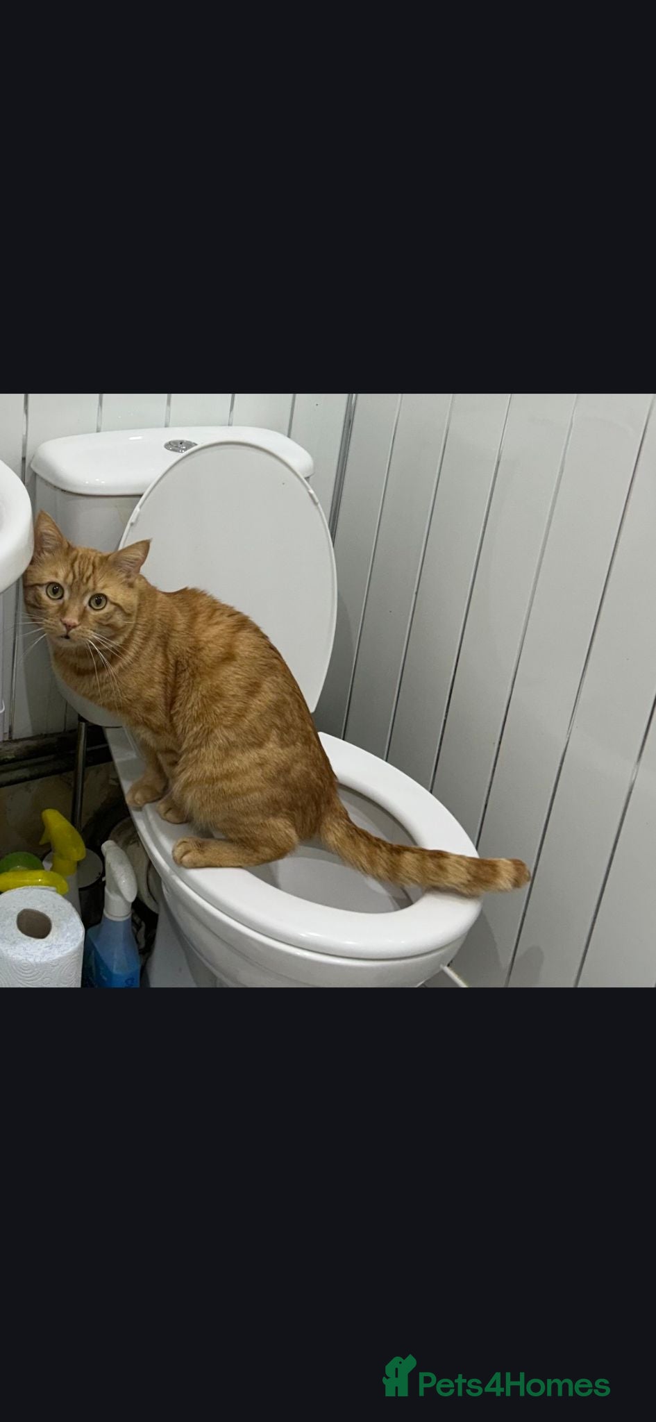 Domestic Shorthair cats Crunchie 5 years old - Advert 4