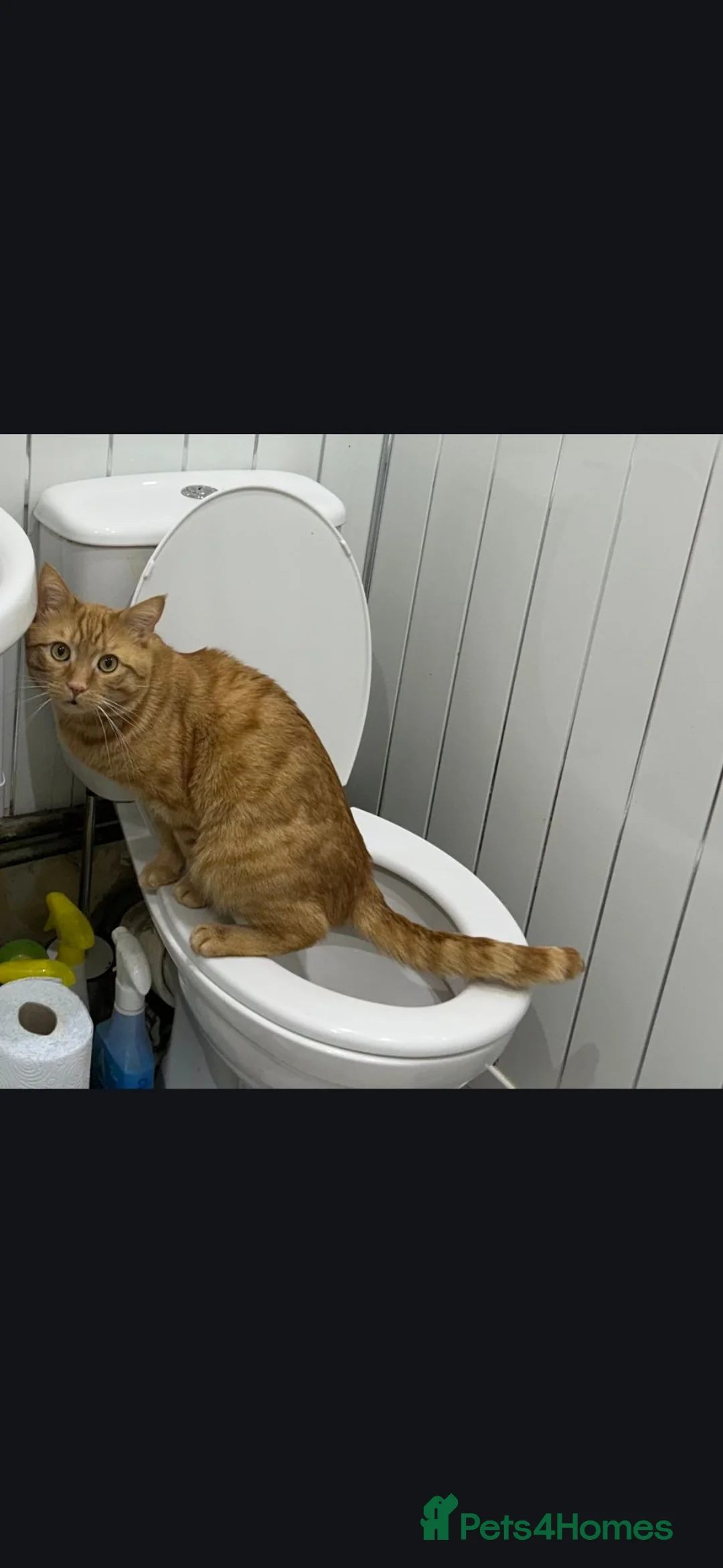 Domestic Shorthair cats for sale: Crunchie 5 years old in Annan - Advert 1
