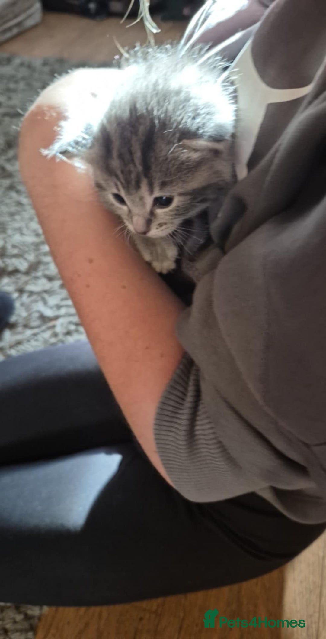 Bengal cats for sale: Bengal tabby x bsh  - Image 1