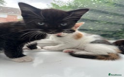 Mixed Breed cats for sale: Kittens - Image 13