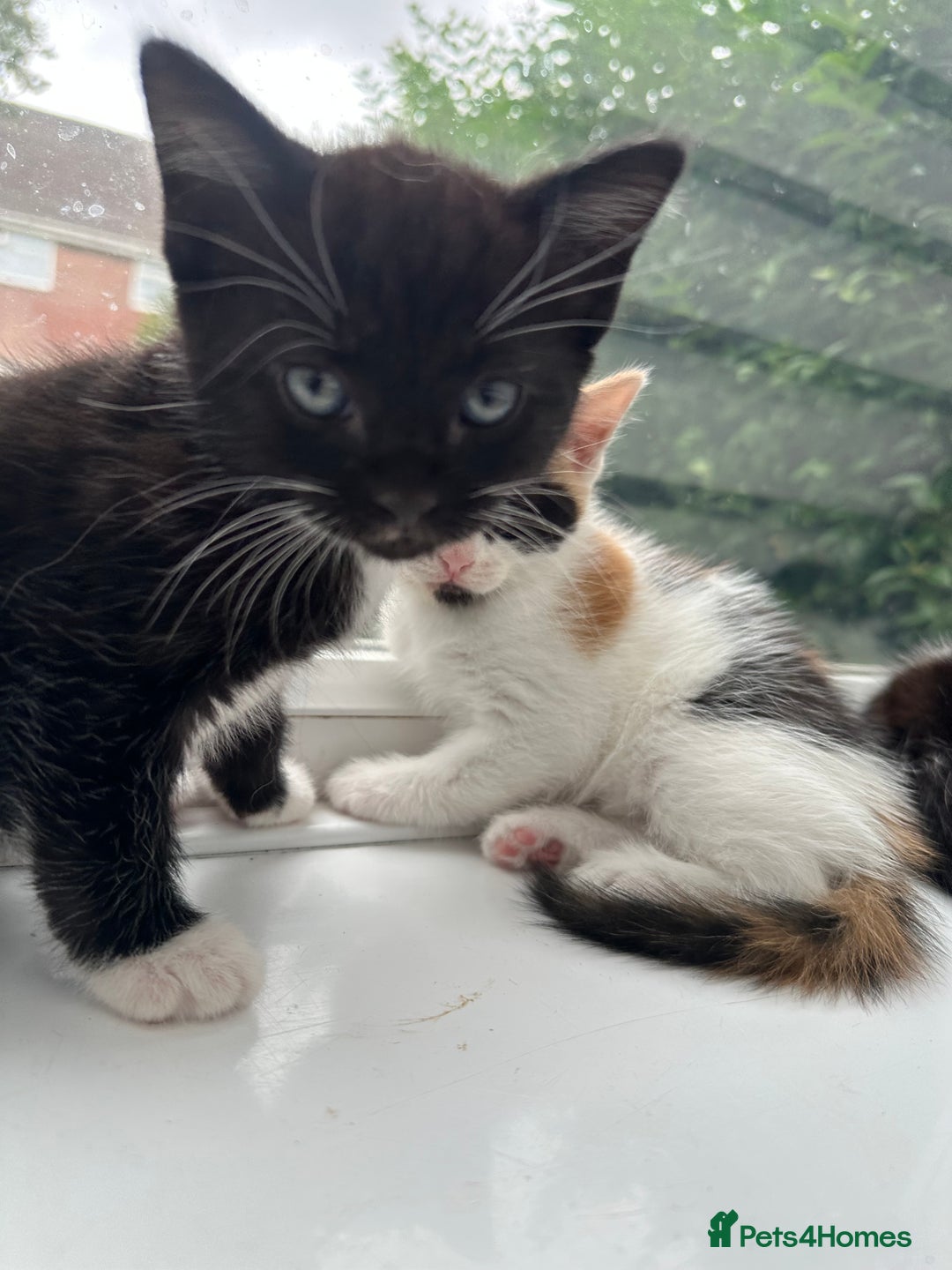 Mixed Breed cats for sale: Kittens - Image 13
