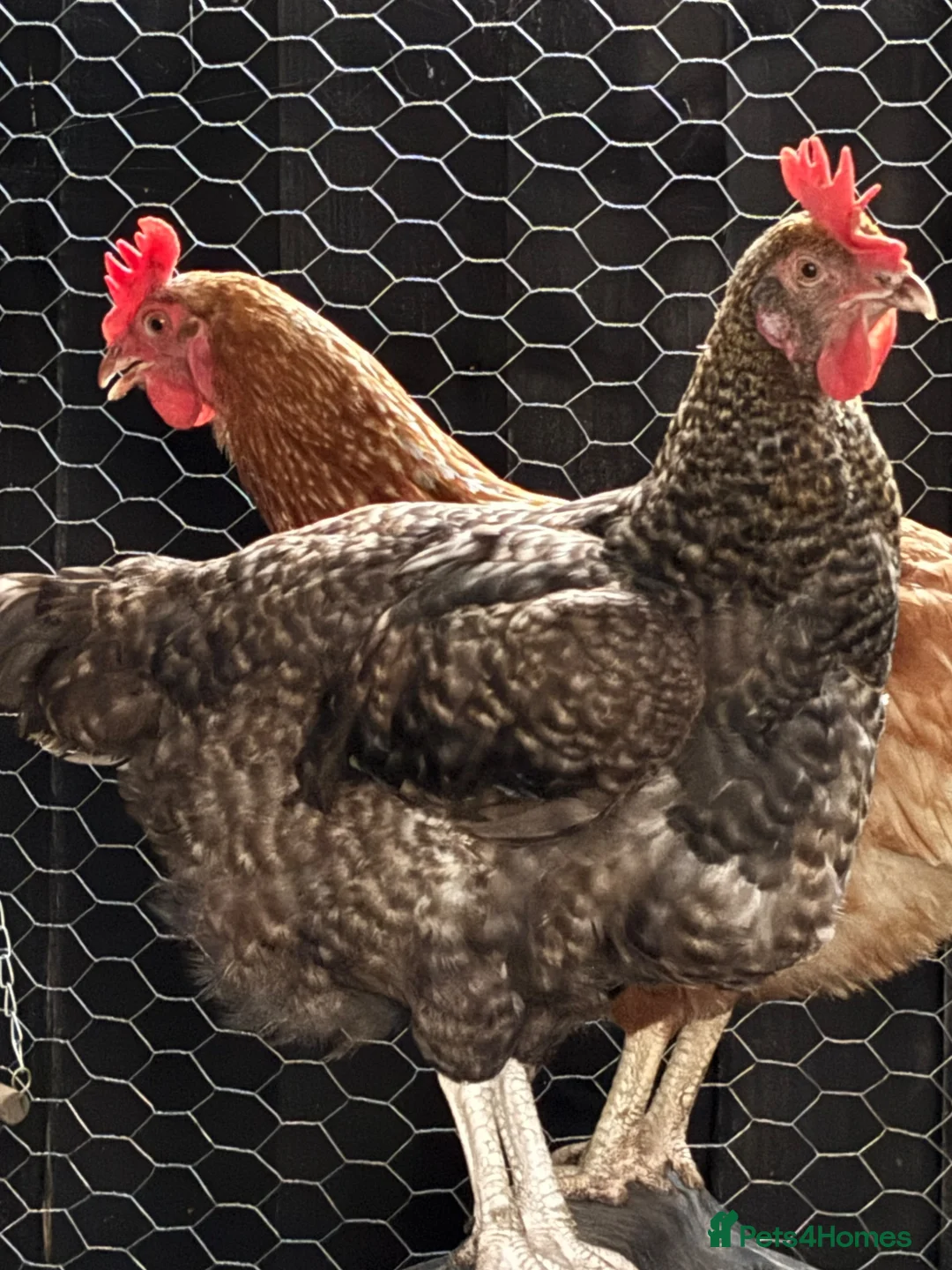 Chickens poultry for sale: Full set up and 3 hens for rehoming  in Shepton Mallet - Advert 2
