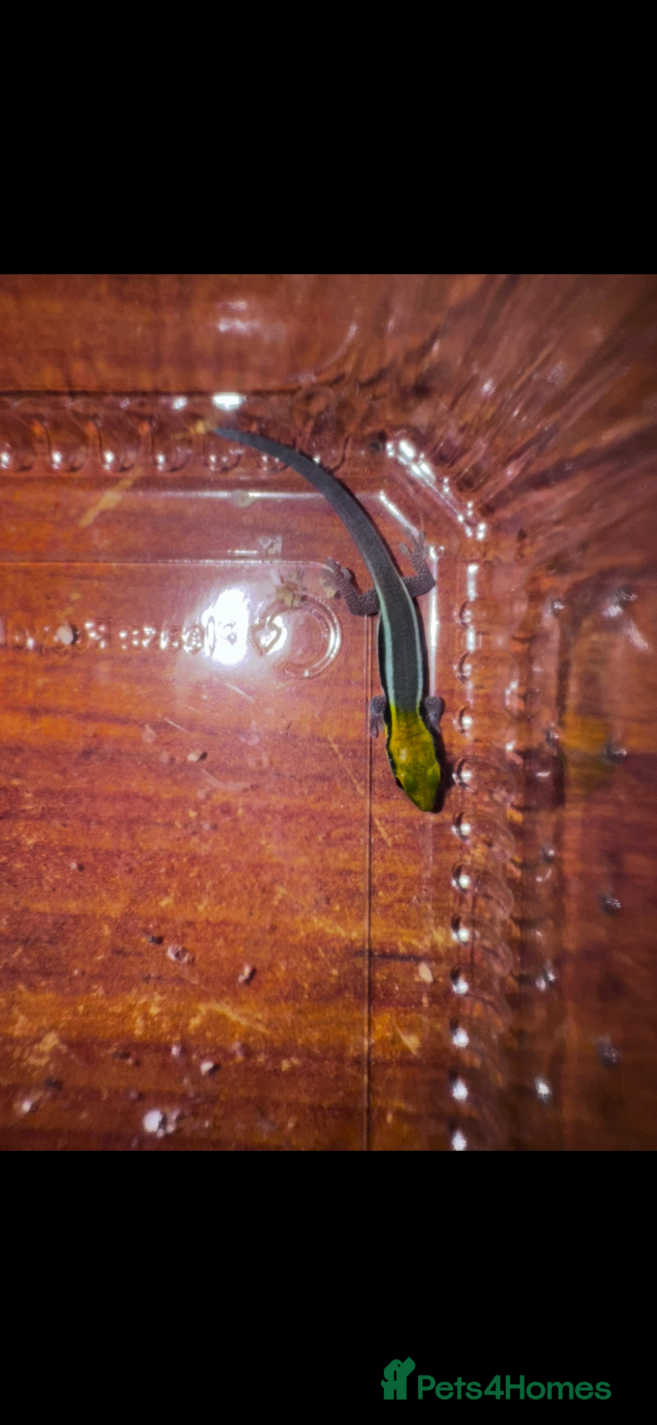 Gecko reptiles Lizards for rehome  - lot to choose from  in Nottingham - Advert 2