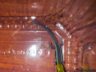 Gecko reptiles Lizards for rehome - lot to choose from in Nottingham - Advert 15