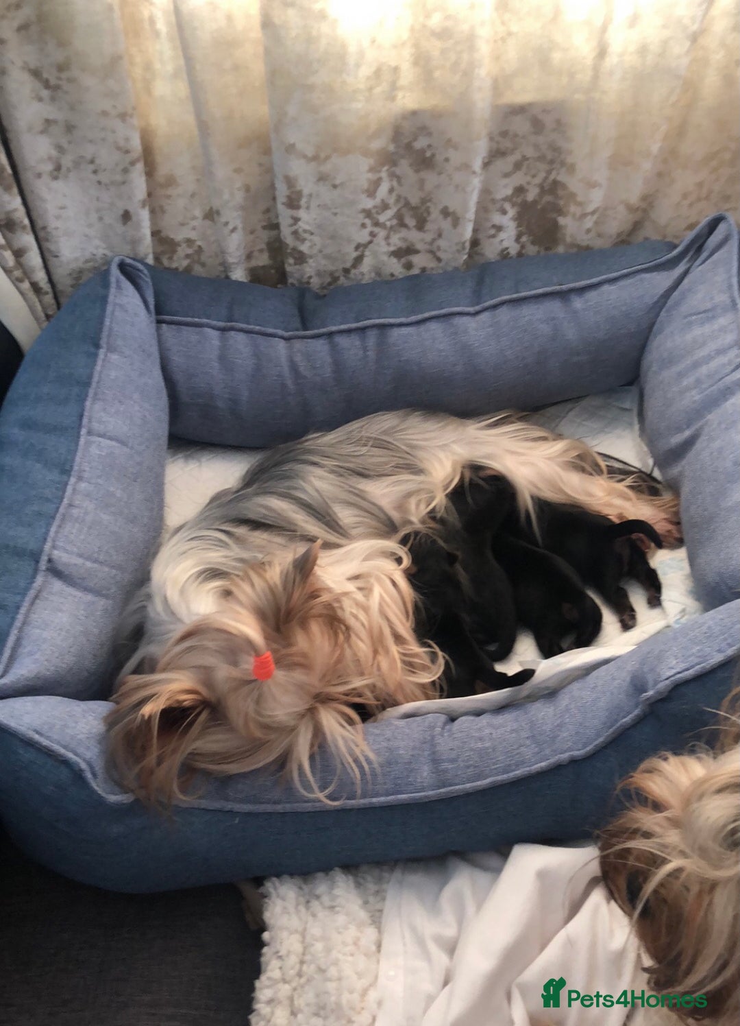 Yorkshire Terrier dogs for sale: KC Pure breed yorkshire terrier - Image 4