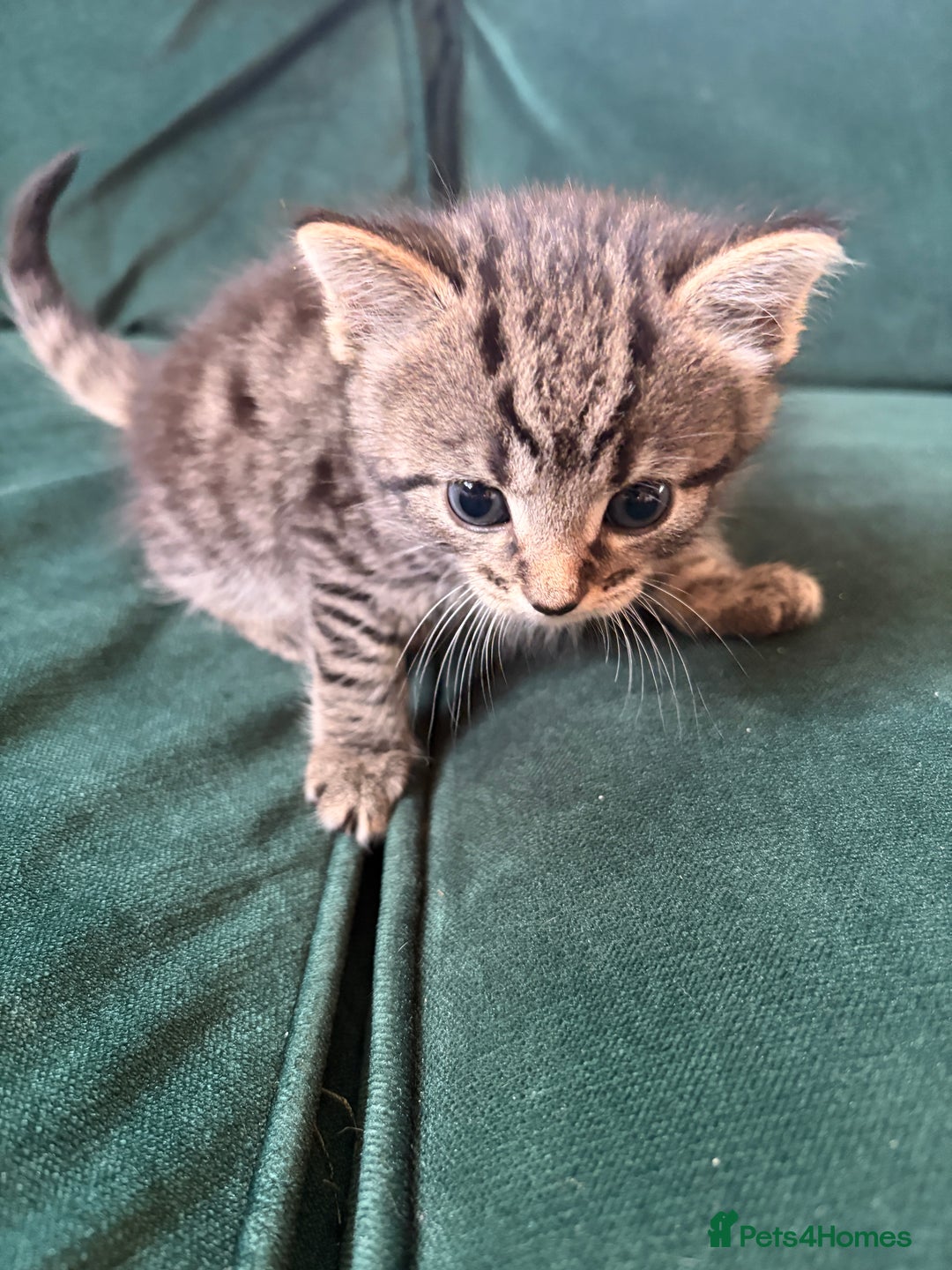 Domestic Shorthair cats for sale: Tabby Domestic Short Haired Kittens - Advert 12
