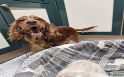 Cockapoo dogs for sale: Beautiful Cockerpoo puppies - Advert 8