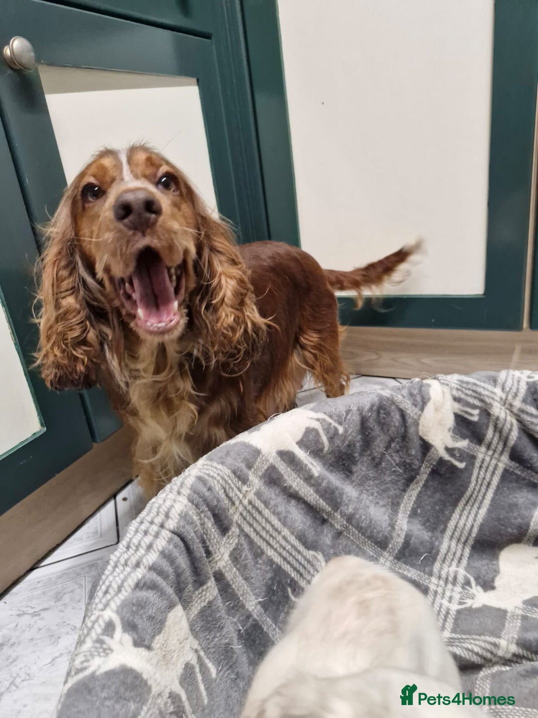 Cockapoo dogs for sale: Beautiful Cockerpoo puppies - Advert 8