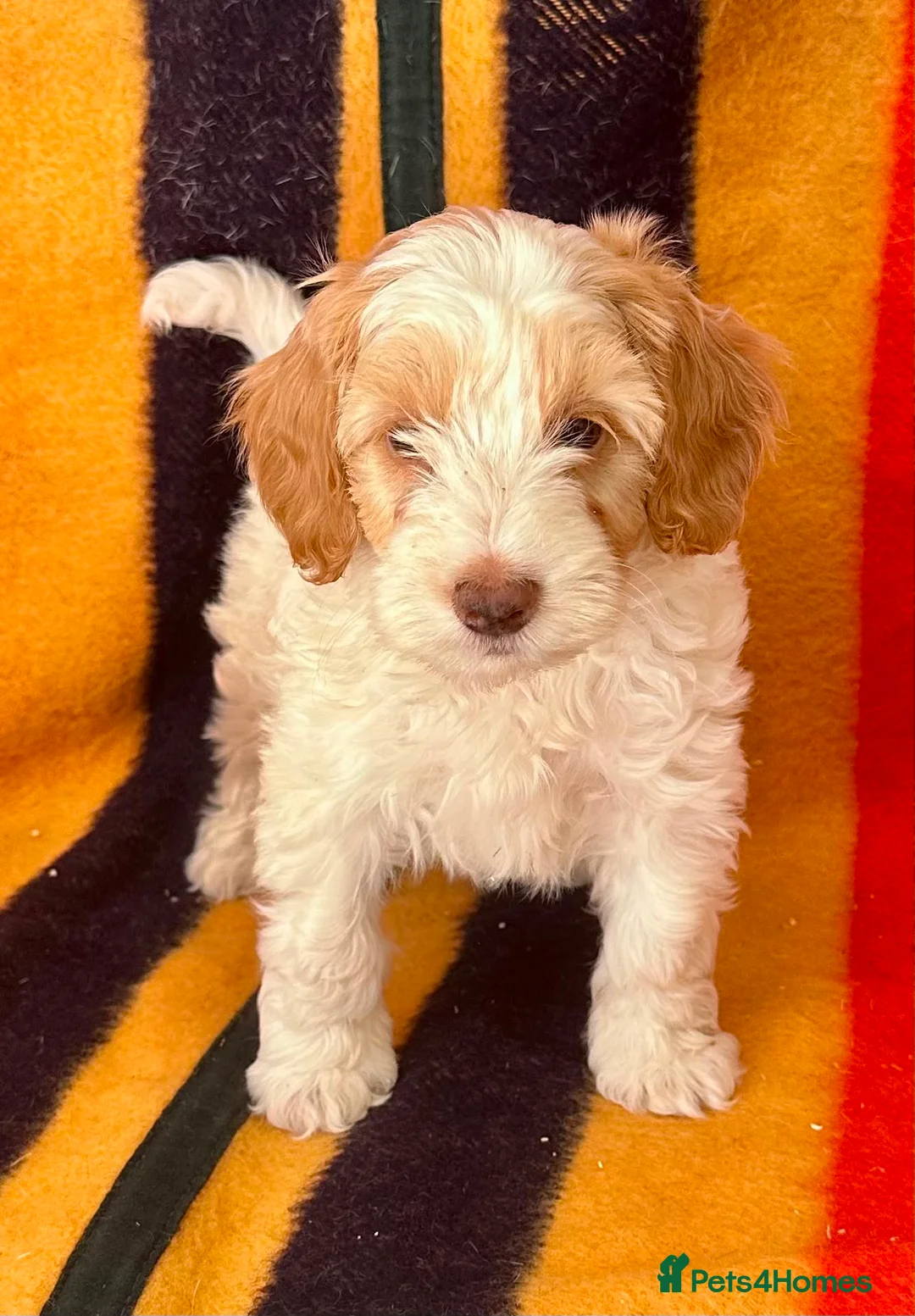 Jackapoo dogs for sale: Beautiful Jackapoo Puppies – Ready Now - Advert 1