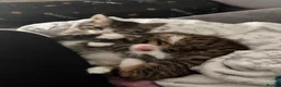 Mixed Breed cats for sale: 4 beautiful kittens  - Advert 2