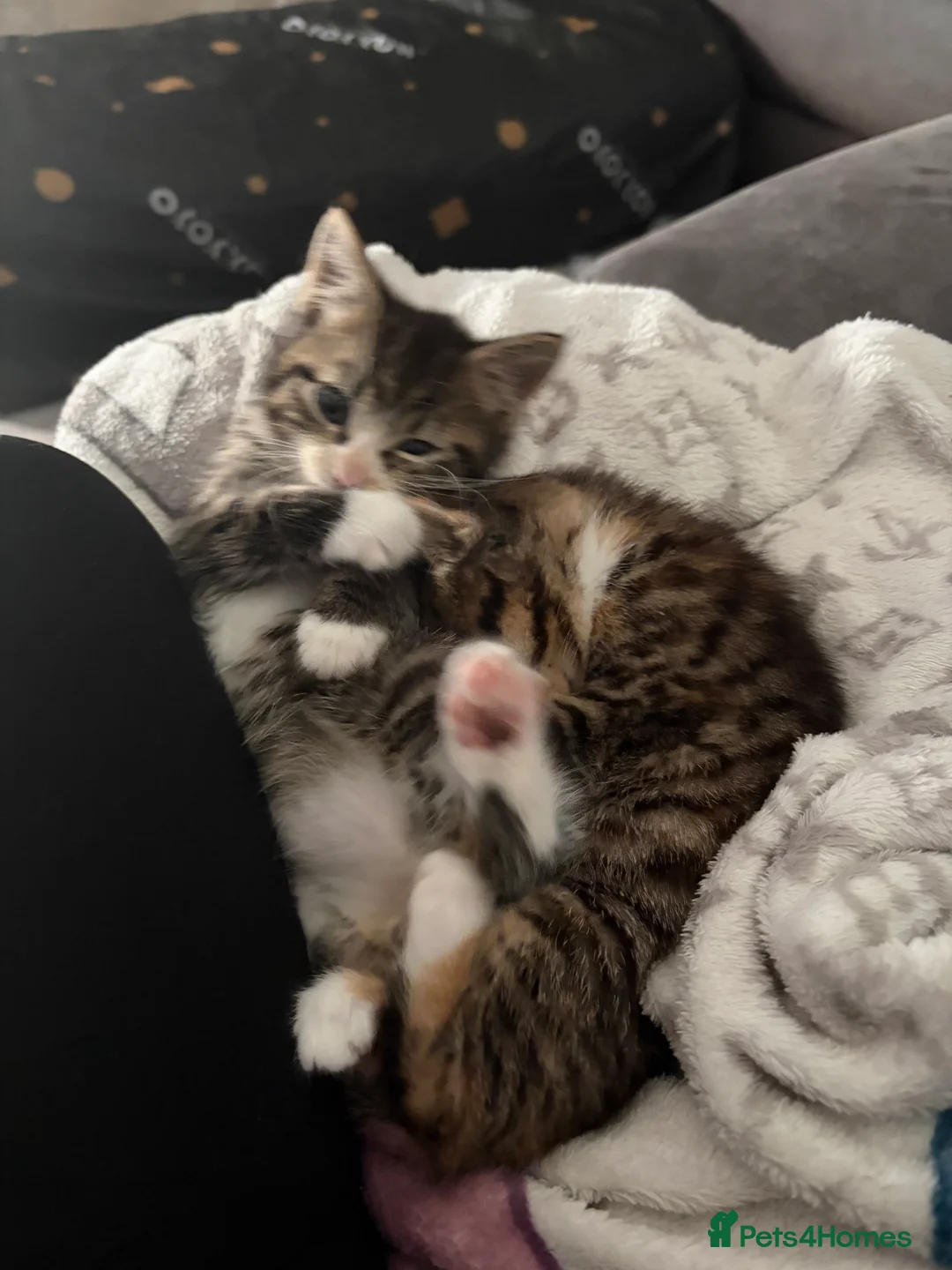 Mixed Breed cats for sale: 4 beautiful kittens  - Advert 2