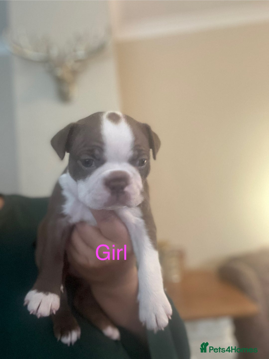 Boston Terrier dogs for sale: Stunning Bostons *1 BEAUTIFUL BOY REMAINING* - Advert 20