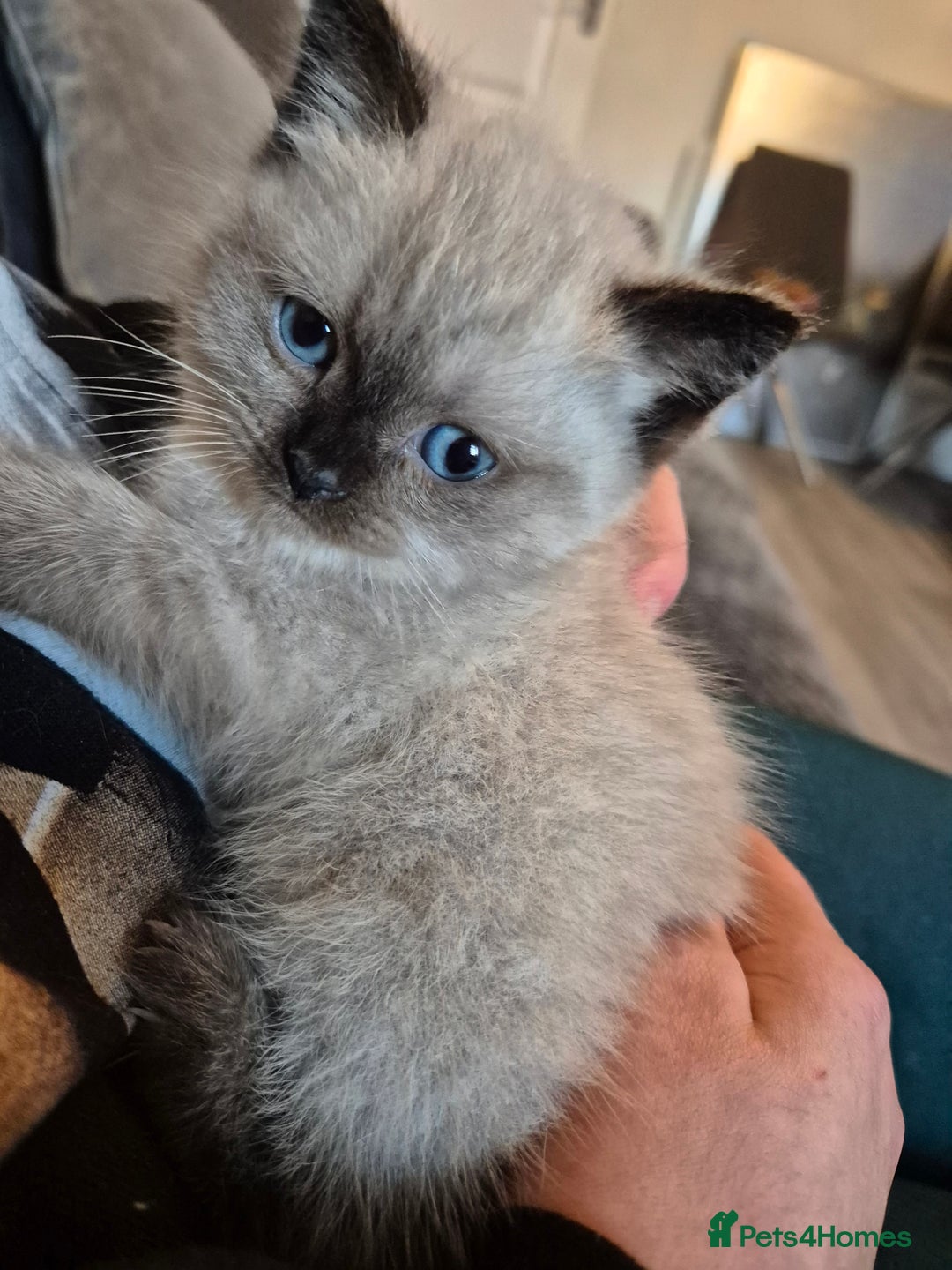 Snowshoe cats for sale: Pedigree Tica reg seal point snowshoe boy  - Advert 16
